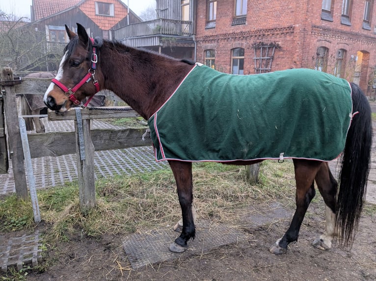 Arabe égyptien Hongre 10 Ans 146 cm Bai in Coppenbr&#xFC;gge