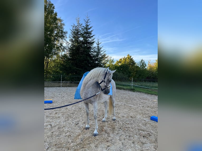 Arabe égyptien Hongre 10 Ans 152 cm Gris moucheté in Ursensollen
