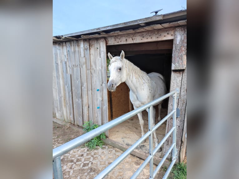 Arabe égyptien Hongre 11 Ans 153 cm Gris in Zeitlarn