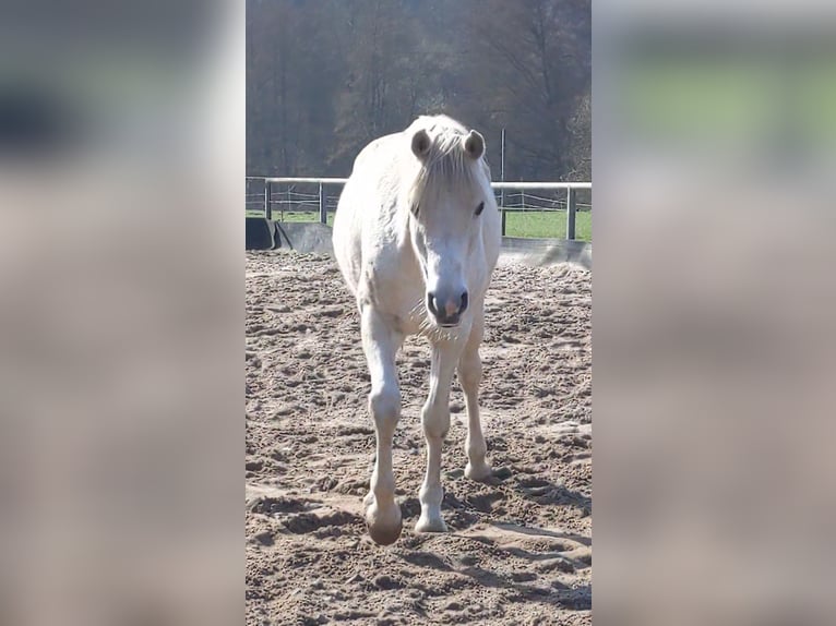 Arabe égyptien Hongre 11 Ans Gris in Adelebsen