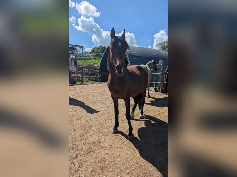 Arabe égyptien Hongre 12 Ans 144 cm Bai in Breitenberg