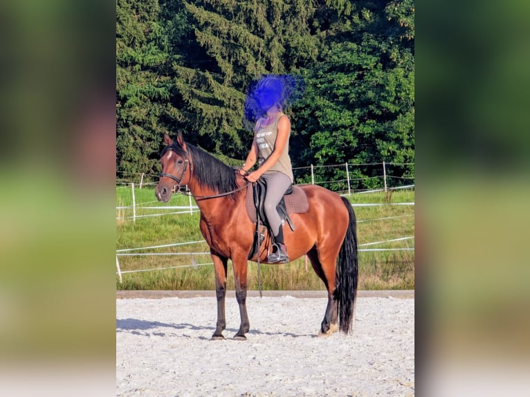 Arabe égyptien Hongre 12 Ans 144 cm Bai in Breitenberg