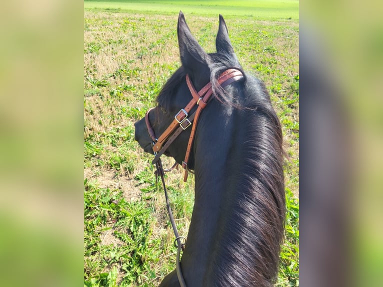 Arabe égyptien Hongre 12 Ans 146 cm Noir in Reutlingen