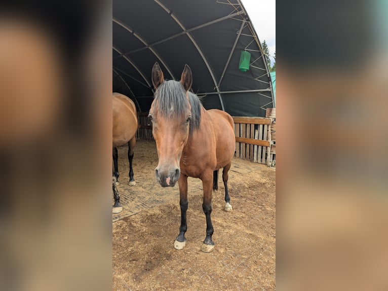 Arabe égyptien Hongre 13 Ans 144 cm Bai in Breitenberg