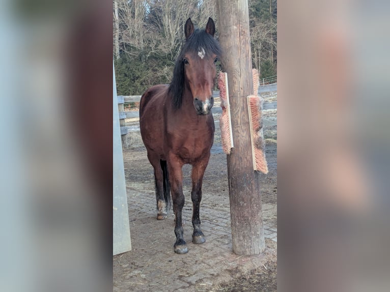 Arabe égyptien Hongre 13 Ans 144 cm Bai in Breitenberg