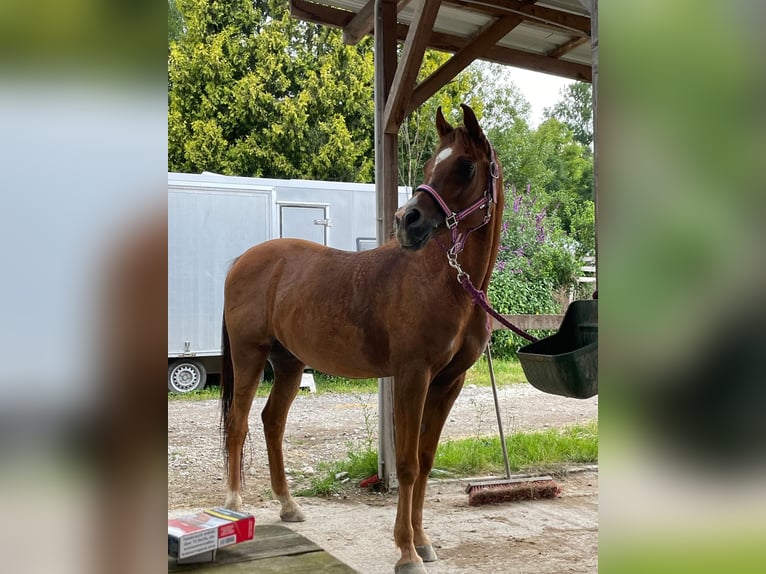 Arabe égyptien Hongre 13 Ans 154 cm Alezan in Pichl bei Wels