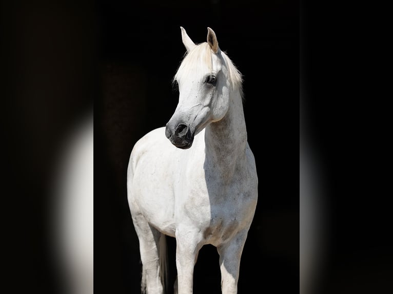 Arabe égyptien Hongre 13 Ans 155 cm Gris in Hartenholm