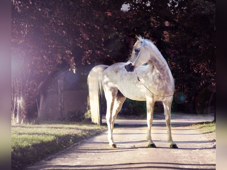 Arabe égyptien Hongre 13 Ans 155 cm Gris in Hartenholm