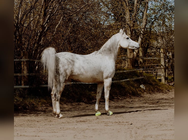 Arabe égyptien Hongre 13 Ans 155 cm Gris in Hartenholm