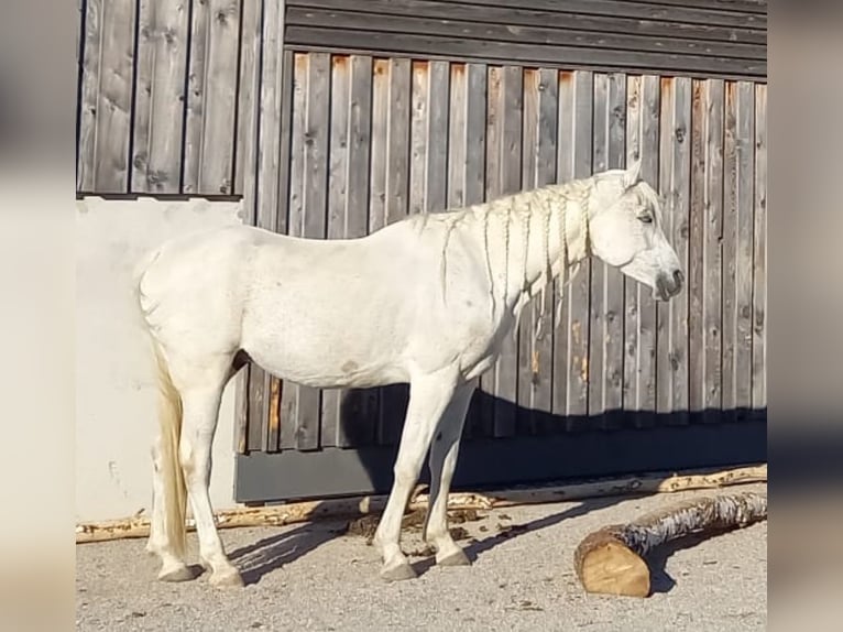 Arabe égyptien Hongre 14 Ans 150 cm Gris moucheté in Neumarkt am Wallersee