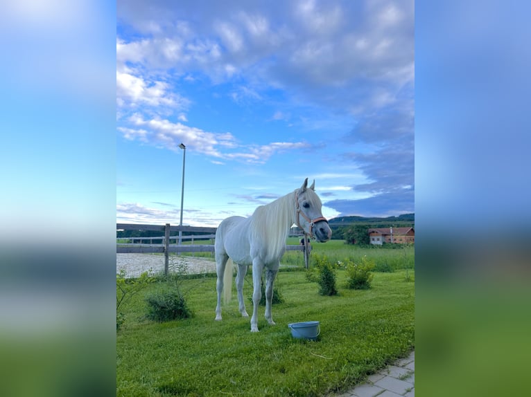 Arabe égyptien Hongre 14 Ans 150 cm Gris moucheté in Neumarkt am Wallersee