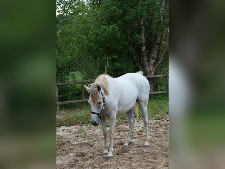 Arabe égyptien Hongre 14 Ans 152 cm Gris in Clairvaux-d'Aveyron