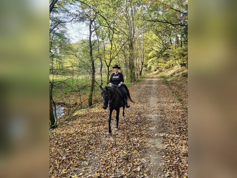 Arabe égyptien Hongre 15 Ans 159 cm Noir in Warstein