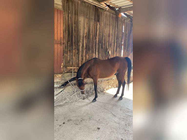 Arabe égyptien Hongre 16 Ans 154 cm Bai in Schladming