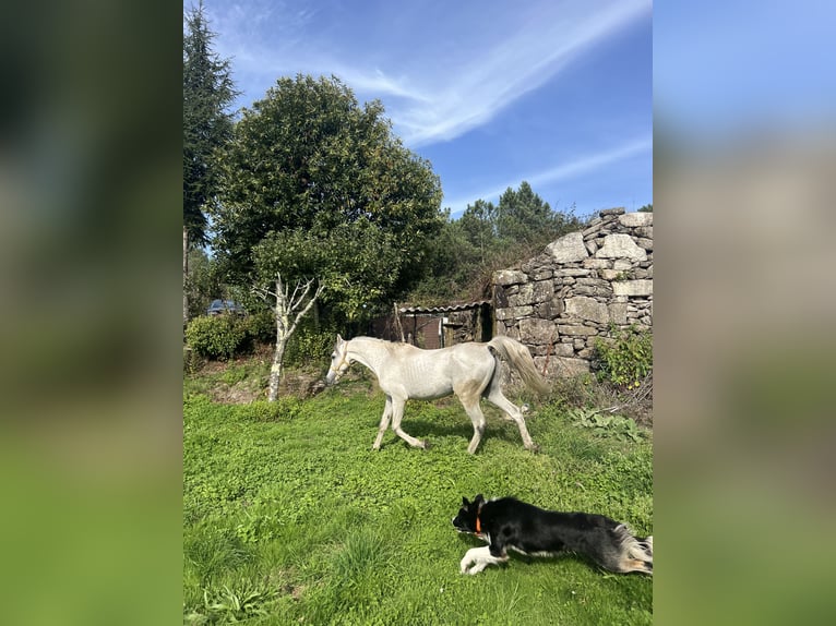 Arabe égyptien Hongre 16 Ans 155 cm Gris in Queimadelos (Santa Maria)