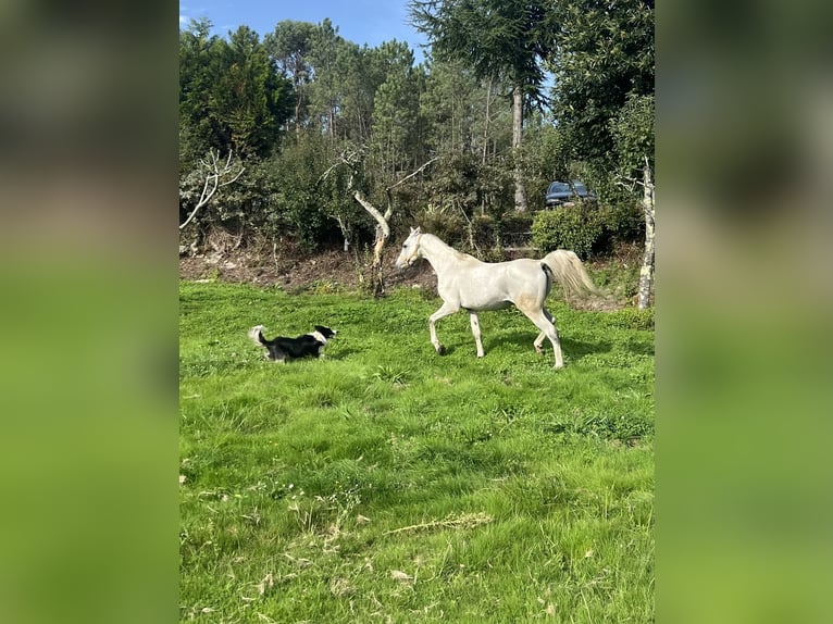 Arabe égyptien Hongre 16 Ans 155 cm Gris in Queimadelos (Santa Maria)