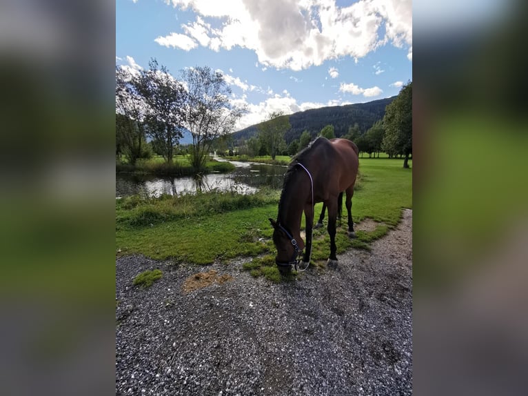 Arabe égyptien Hongre 17 Ans 154 cm Bai in Schladming