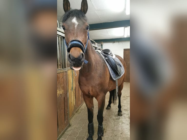 Arabe égyptien Hongre 17 Ans 154 cm Bai in Schladming