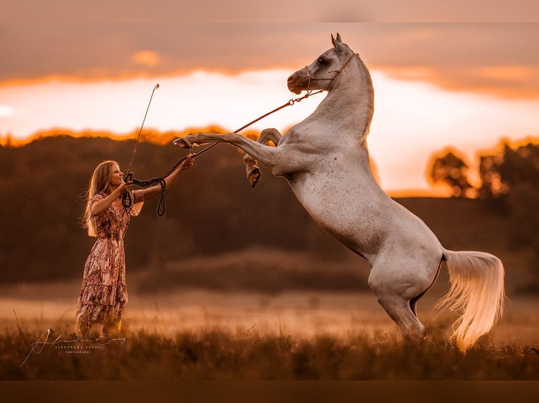 Arabe égyptien Hongre 19 Ans 152 cm Gris moucheté in Herrsching am Ammersee