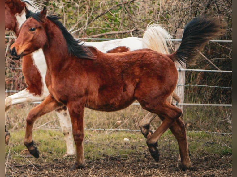 Arabe égyptien Hongre 1 Année 148 cm Bai in Rousson