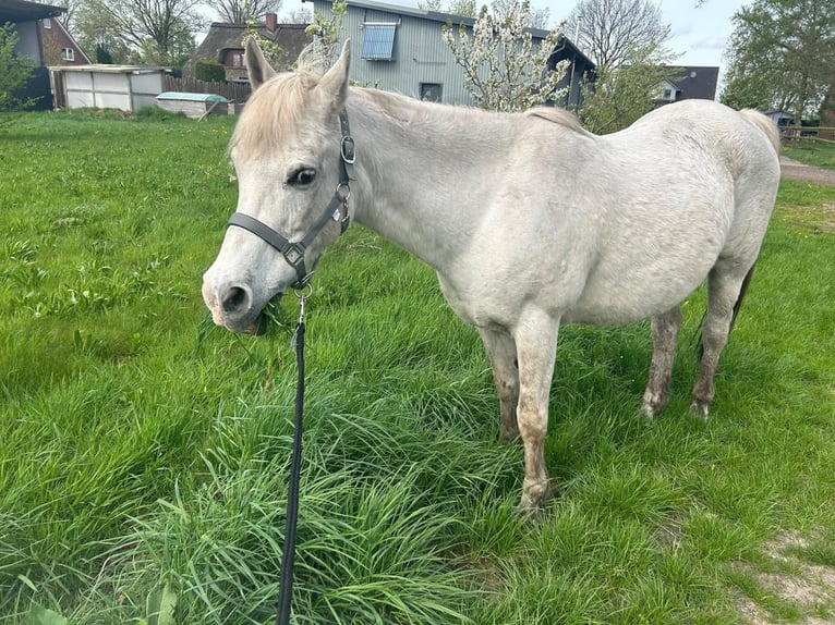 Arabe égyptien Hongre 23 Ans 150 cm Gris in Stade