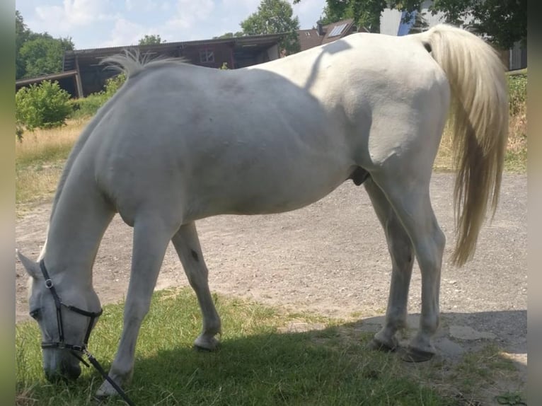 Arabe égyptien Hongre 23 Ans 150 cm Gris in Stade