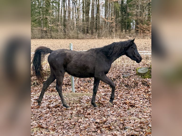 Arabe égyptien Hongre 2 Ans Noir in Mengen