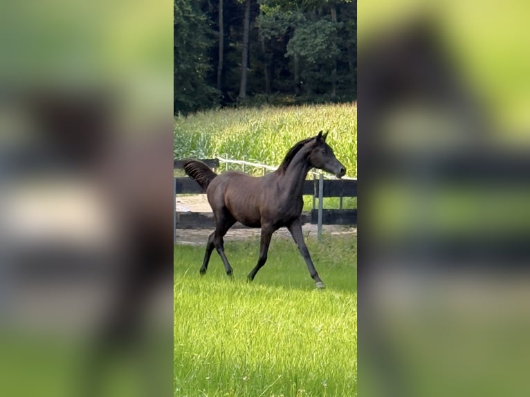 Arabe égyptien Hongre 2 Ans Noir in Mengen
