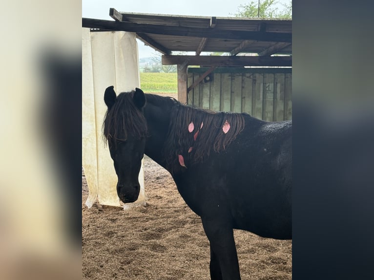 Arabe égyptien Hongre 2 Ans Noir in Mengen