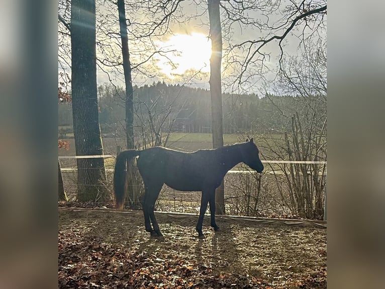 Arabe égyptien Hongre 2 Ans Noir in Mengen