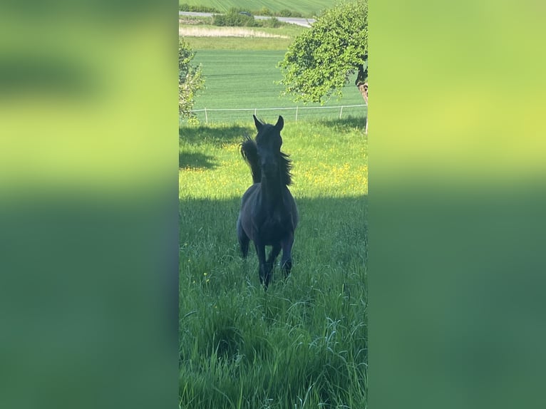 Arabe égyptien Hongre 2 Ans Noir in Mengen