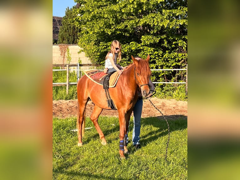 Arabe égyptien Hongre 3 Ans 152 cm Alezan in Erftstadt