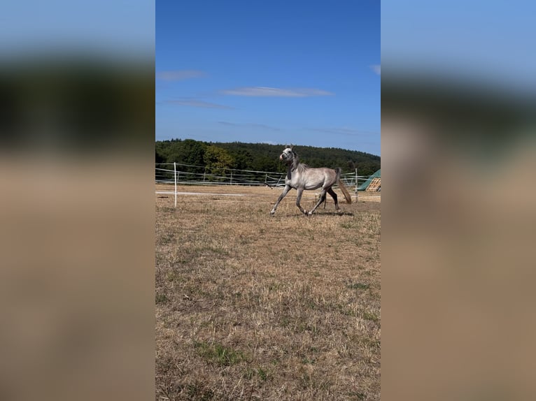 Arabe égyptien Hongre 4 Ans 150 cm Gris in Schollbrunn