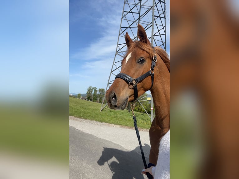 Arabe égyptien Hongre 5 Ans 150 cm Alezan in Lannach