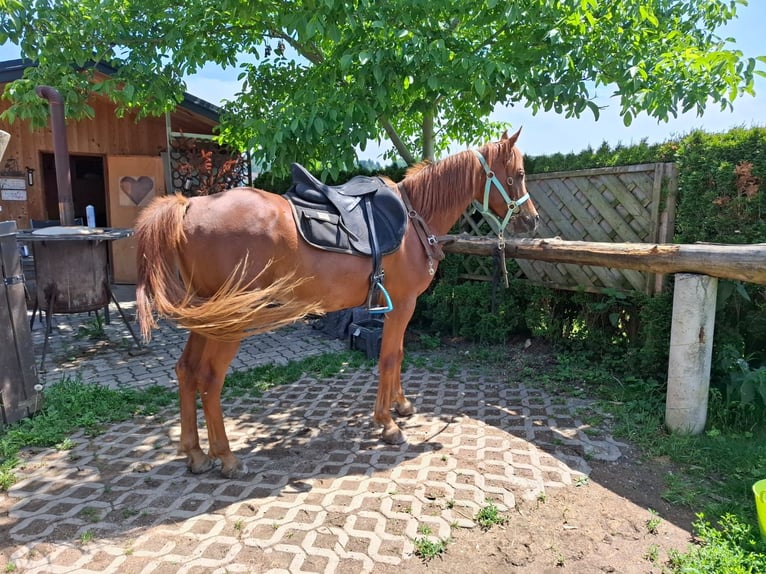 Arabe égyptien Hongre 5 Ans 150 cm Alezan in Lannach