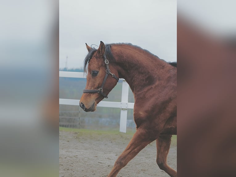 Arabe égyptien Hongre 6 Ans 153 cm Bai in Ulrichstein