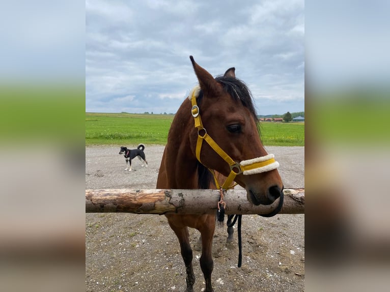 Arabe égyptien Hongre 6 Ans 155 cm Bai in Dorfen bei Icking