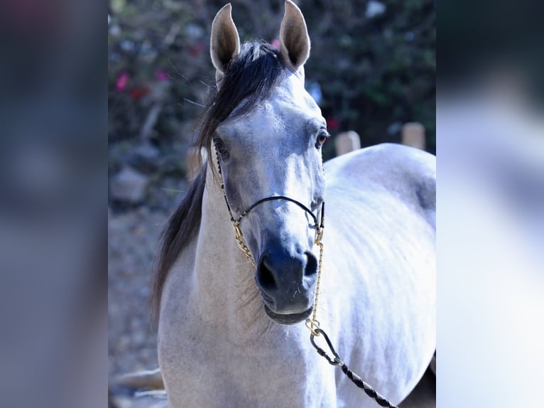 Arabe égyptien Hongre 6 Ans 160 cm Blanc in Giza