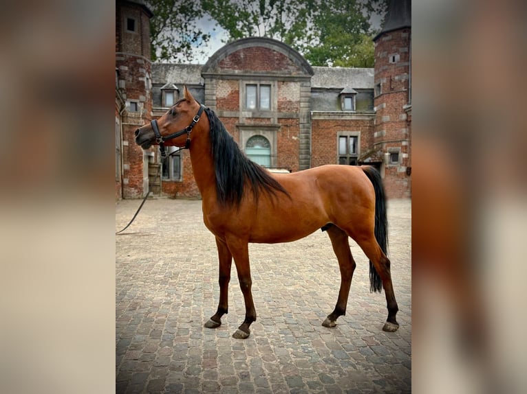 Arabe égyptien Hongre 7 Ans 147 cm Bai in Eghezee