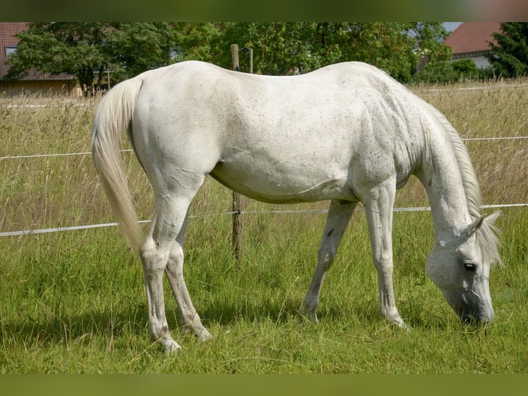 Arabe égyptien Jument 10 Ans 153 cm Gris in Neuried