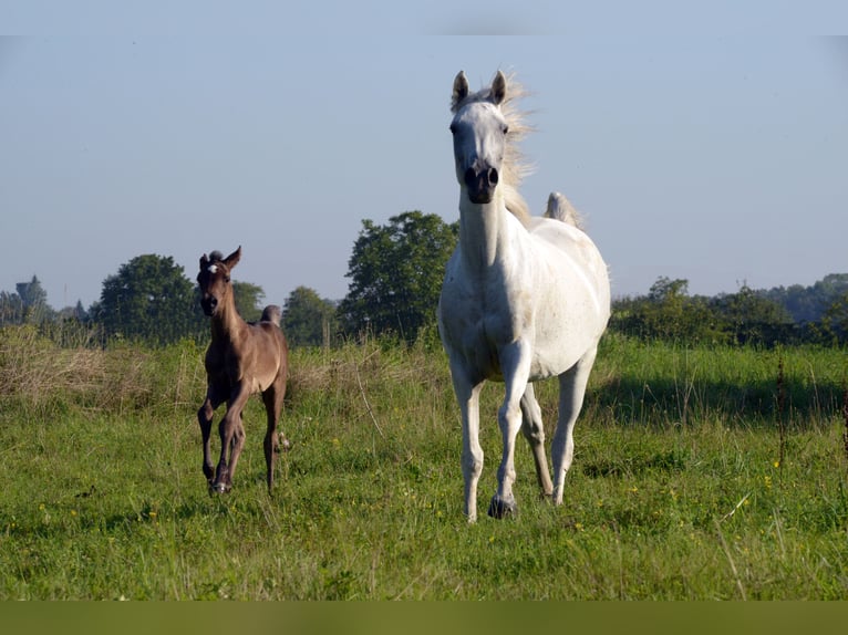 Arabe égyptien Jument 10 Ans 153 cm Gris in Neuried