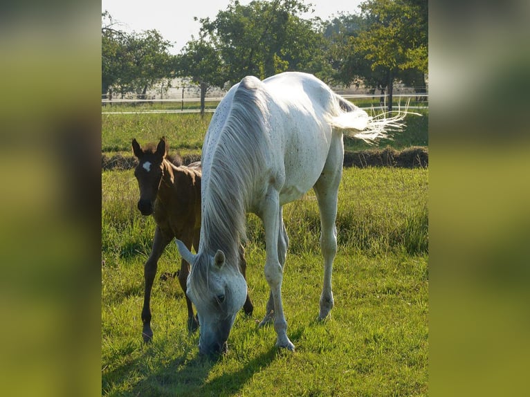 Arabe égyptien Jument 10 Ans 153 cm Gris in Neuried