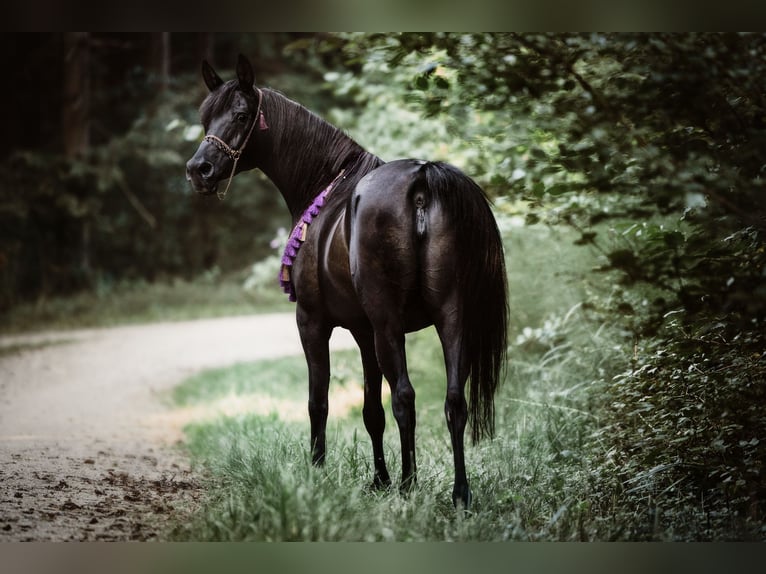 Arabe égyptien Jument 10 Ans 160 cm Noir in Zürich