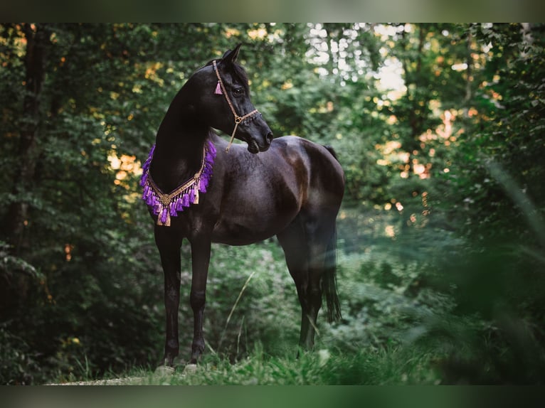 Arabe égyptien Jument 10 Ans 160 cm Noir in Zürich
