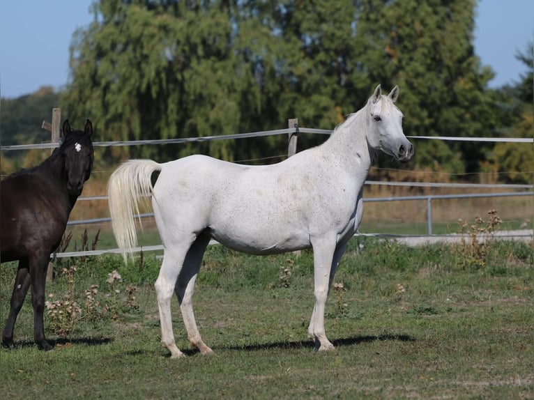 Arabe égyptien Jument 11 Ans 153 cm Gris moucheté in Neuried
