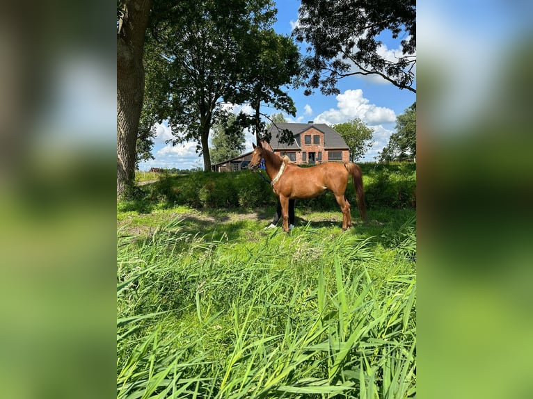 Arabe égyptien Jument 12 Ans 154 cm Alezan in Witzwort