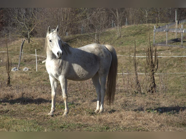 Arabe égyptien Jument 13 Ans 150 cm Gris in Bled