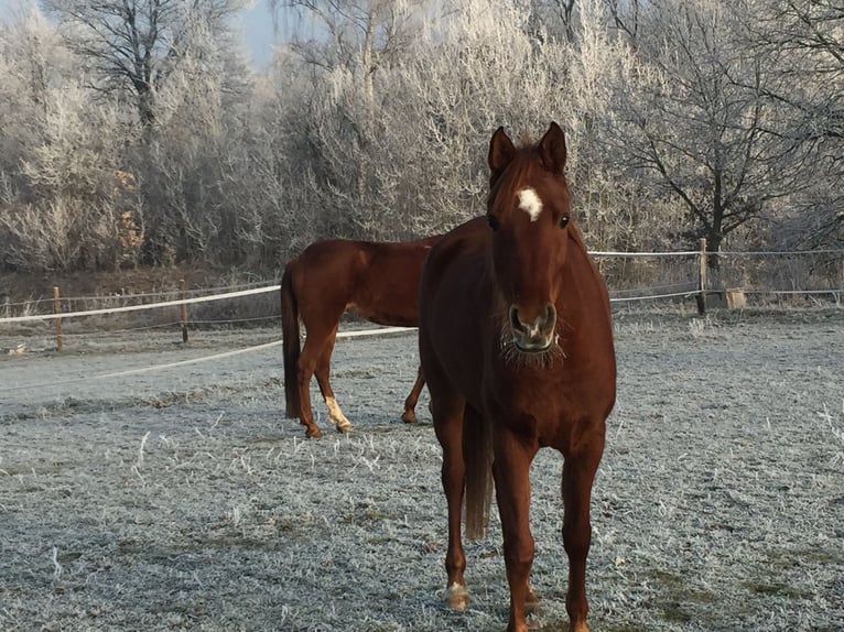 Arabe égyptien Jument 13 Ans 155 cm Alezan in MainleusMainleus