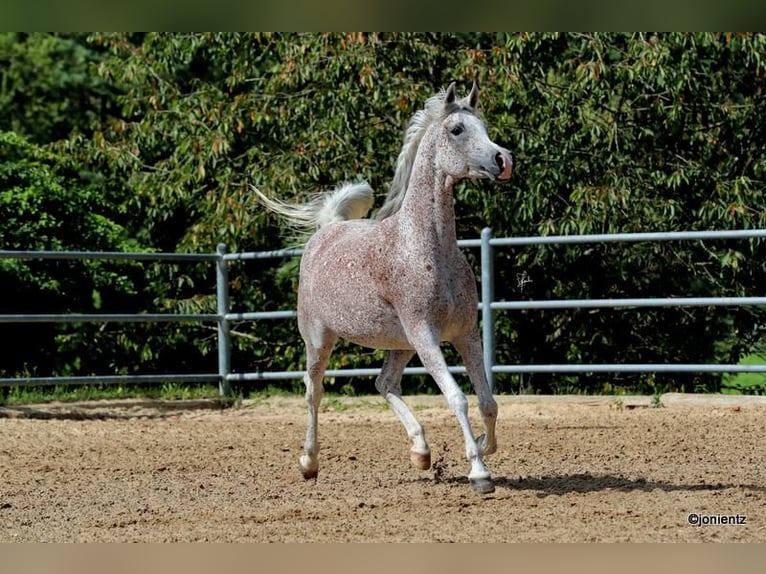 Arabe égyptien Jument 13 Ans 157 cm Gris moucheté in Freudenberg