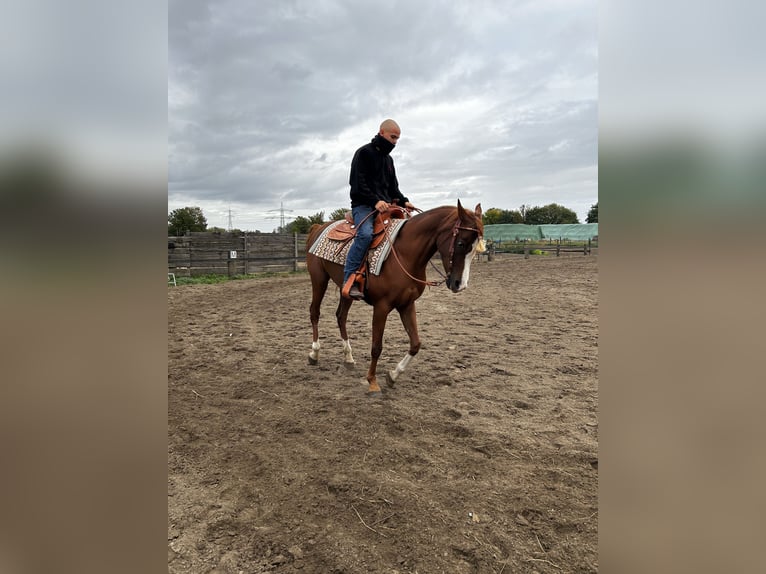 Arabe égyptien Jument 13 Ans 158 cm Alezan brûlé in Falkensee